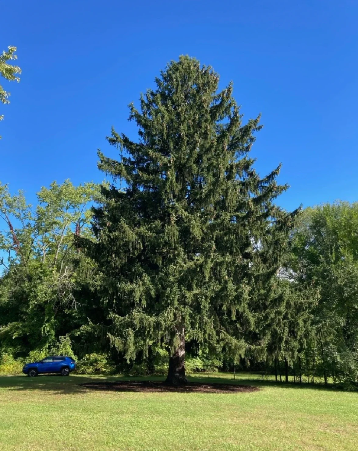 https://old.queensbury.net/rockefeller-tree-2022/